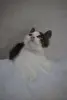Замурчательный котенок ищет дом и любящих хозяев