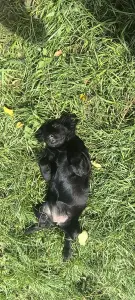 Щенок в добрые руки Бесплатно