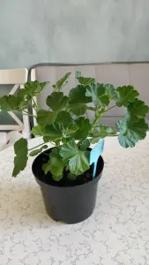 Герань розебудная бордовая,-сорт Monseruds Rosen