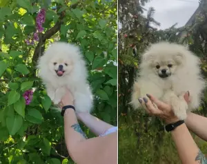 Померанский шпиц щенки мини мишка