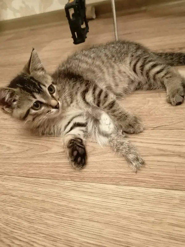 Котенок