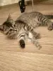 Котенок