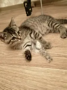 Котенок