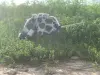Лошадка на палке ХоббиХорс