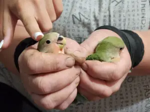 Попугай Неразлучник