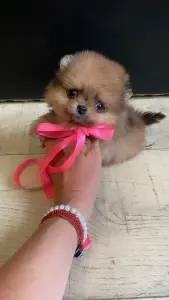 Щенок шпица