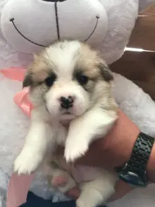 Щенки корги