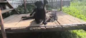 Щенок в добрые руки Бесплатно