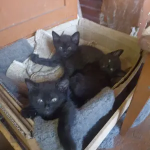 Котята от 1 до 2,5 месяца в добрые руки