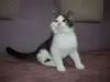 Замурчательный котенок ищет дом и любящих хозяев