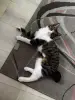 Кошка породы курильский бобтейл