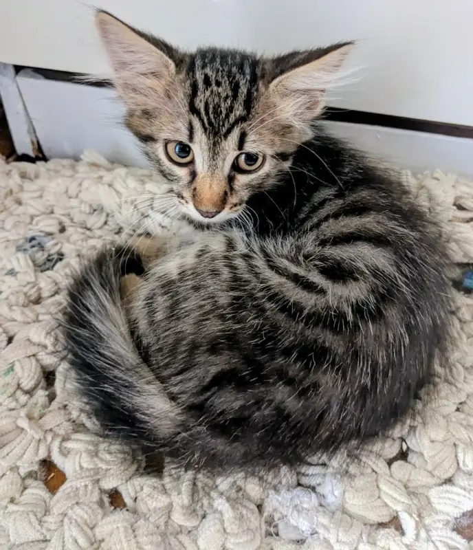 котята