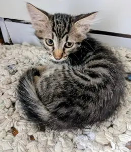 котята