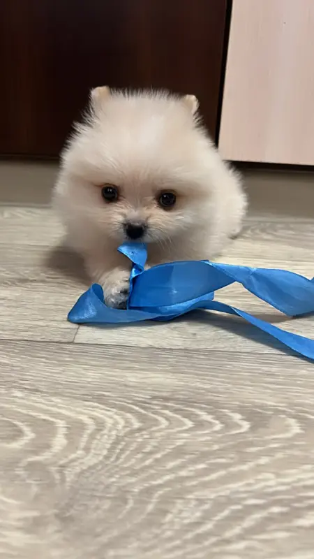 Щенок шпица