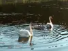 Кирпичный дом на берегу озера.