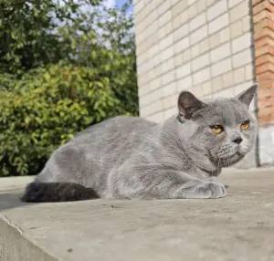 Британский кот