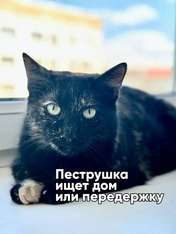 Котик ищет дом