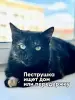 Котик ищет дом