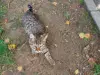 Котята срочно ищут дом