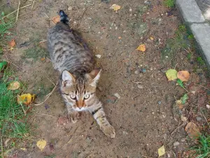Котята срочно ищут дом