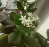 Денежное дерево счастья 15 см цветущий