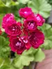 Герань розебудная бордовая,-сорт Monseruds Rosen