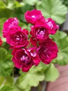 Герань розебудная бордовая,-сорт Monseruds Rosen