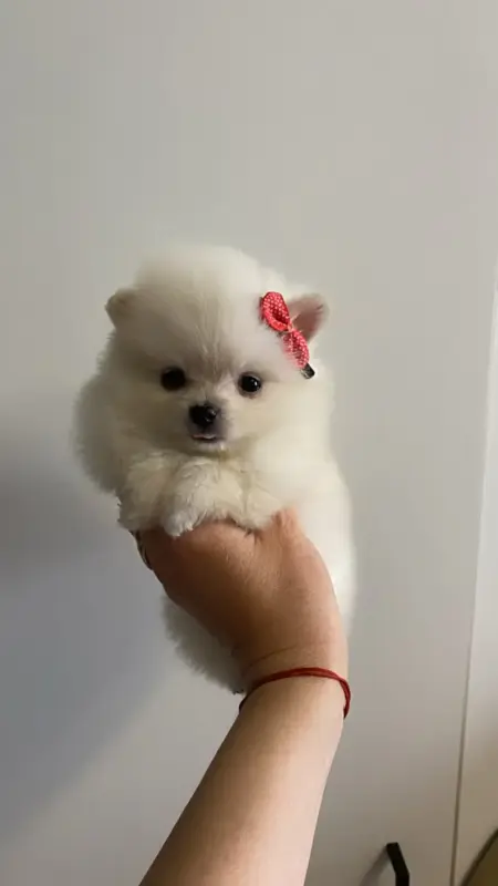 Щенок шпица