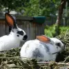 Крольчата
