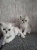 Шотландская прямоухая шиншилла