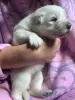 Щенки Белой Швейцарской Овчарки