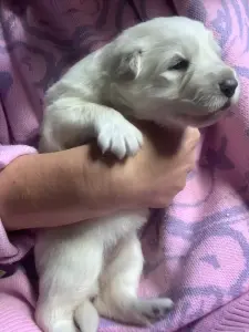 Щенки Белой Швейцарской Овчарки
