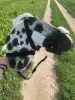 Лошадка на палке ХоббиХорс