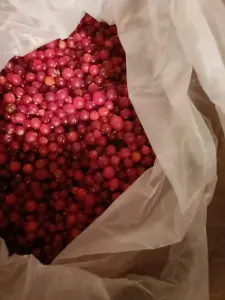 Клюква замороженная очищенная