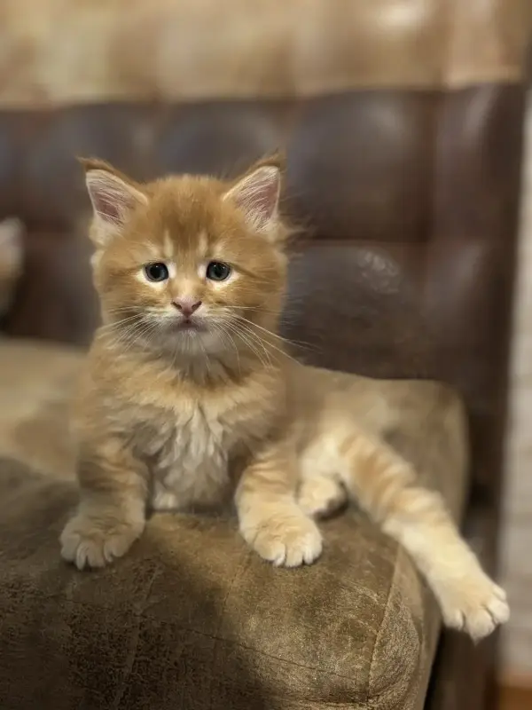 Котята Мейн кун