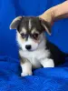 Вельш корги пемброк