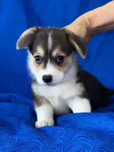 Вельш корги пемброк
