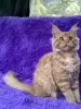 Мейн-Кун котята