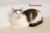Чудесные кошечки-сестрички Малышка и Мура в дар