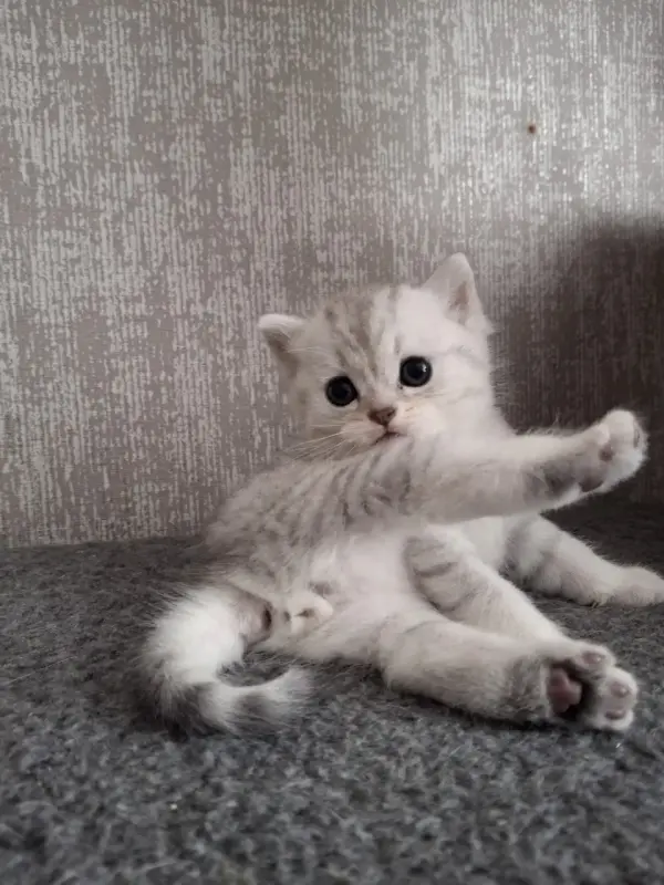 Шотландская прямоухая шиншилла