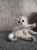 Шотландская прямоухая шиншилла