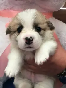 Щенки корги