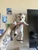 Шотландские вислокотятя