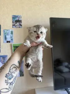 Шотландские вислокотятя