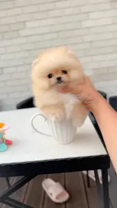 Померанский шпиц