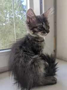котята