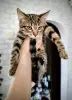 котенок