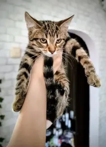 котенок