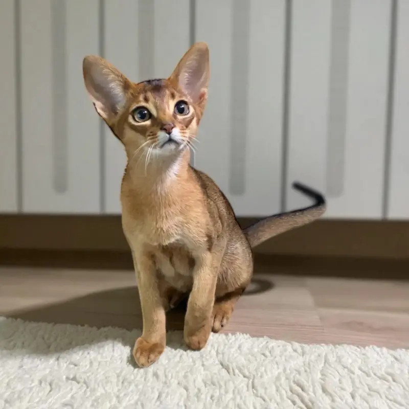 Абиссинкий котёнок