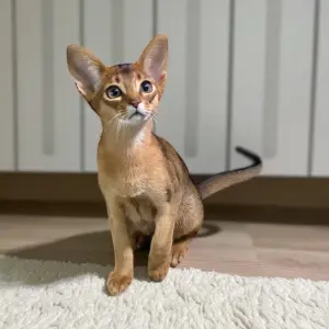 Абиссинкий котёнок